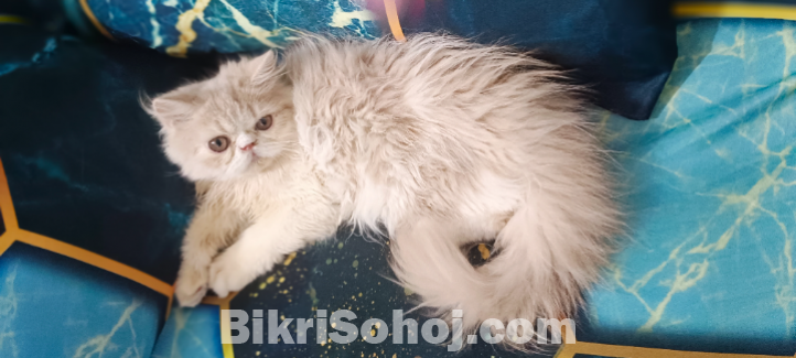 Punch face male and female kitten